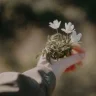 حوا